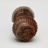 Small Brown Pleated Vessel By Goran Konjevod