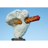 "Coral and Leaf, Kohala Coast, Hawaii" Greeting Card by Zach Pine