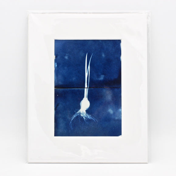 Garlic Cyanotype Print By Mary Shisler