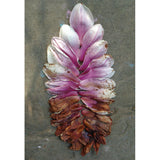 "Magnolia Petals" Greeting Card by Zach Pine