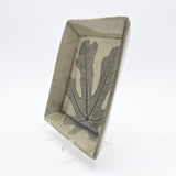 Small Sqaure Fig Leaf Plate By Kathy Kearns