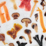 Mushroom Medley Glass Plate By Margaret Dorfman