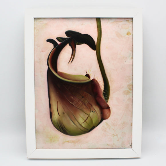 Vampire Pitcher Plant By Russell Ryan