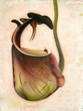 Vampire Pitcher Plant By Russell Ryan