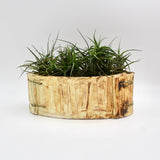 Off White Planter By Vivian Romero