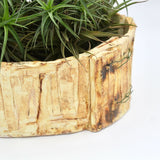 Off White Planter By Vivian Romero