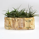 Off White Planter By Vivian Romero