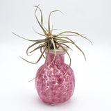 Bud Vase in Pink By Kim Webster