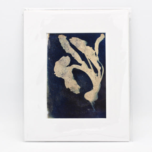 Turnip Cyanotype Print By Mary Shisler